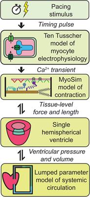 Multiscale Modeling of Cardiovascular Function Predicts That the End-Systolic Pressure Volume Relationship Can Be Targeted via Multiple Therapeutic Strategies